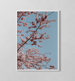 Kirschblütenbaum | Poster
