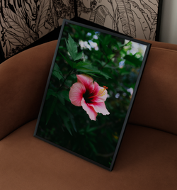 Hibiskusblume | Poster