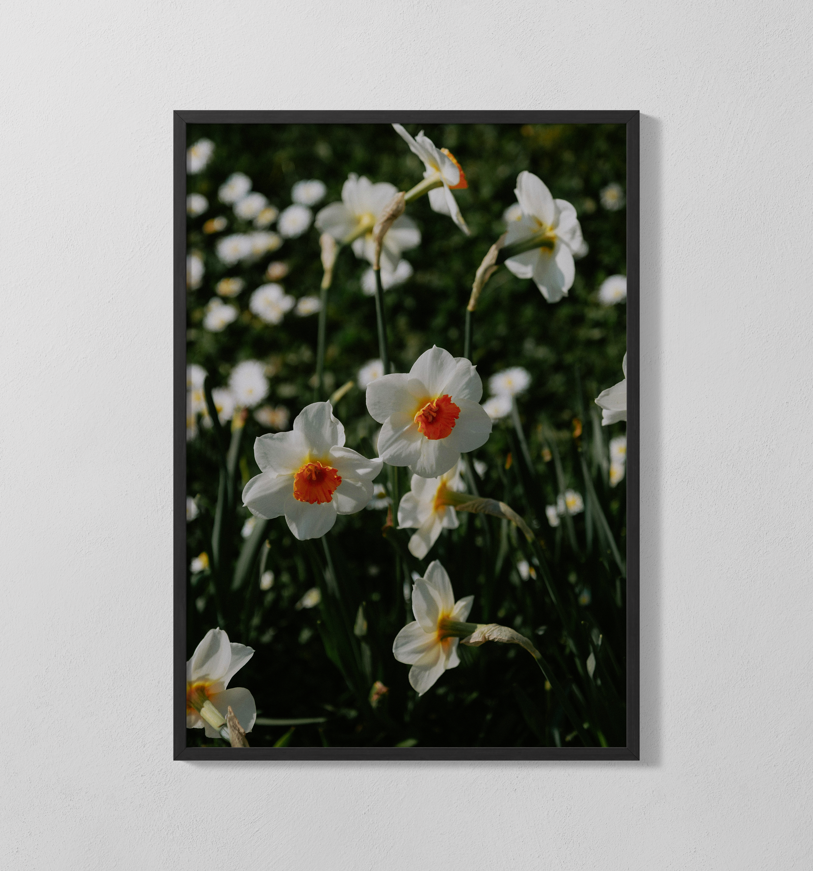 Narzissen | Poster